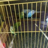 مرغ عشقان مرتب تمیز جفتی ۲۵۰|پرنده|نورآباد ممسنی, |دیوار