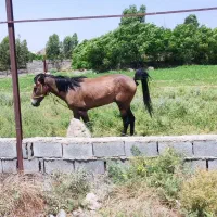 کره 11ماهه نریان دره شور