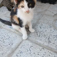 واگذاری توله گربه ۲ ماهه