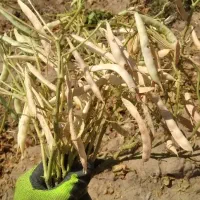 شراکت در کشاورزی