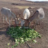 شیر الاغ خر