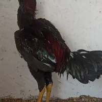 خروس لاری|حیوانات مزرعه|بابلسر, |دیوار