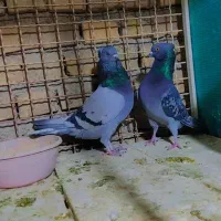 نامبروان|پرنده|اردکان, |دیوار