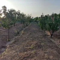 باغ ۱۰۰۰متر اشتهارد مرتپه