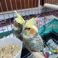 عروس هلندی یک ماهه قابلیت تعلیم و تربیت|پرنده|گلستان (تهران), |دیوار