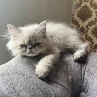 هیمالین شیرین و بانمک|گربه|مشهد, امیریه|دیوار