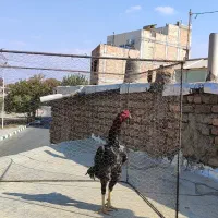 خروس لاری اوشامو