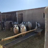 میش و بز|حیوانات مزرعه|بهمن صغاد, |دیوار