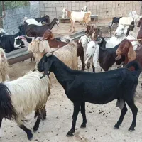بزنجدی داشتی