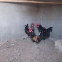 ۴تا خروس محلی اصل فروشی