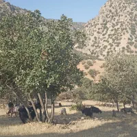 فروش۵۰راس بز چاق برای مراسمات