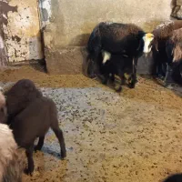 گوسفند|حیوانات مزرعه|بروجرد, |دیوار