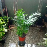 گل های زیبا|گل و گیاه طبیعی|شیراز, شیخ روزبهان|دیوار