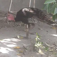 بوقلمون و خروس در بندر ریگ|حیوانات مزرعه|ریگ, |دیوار