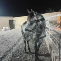 نریان ۷ساله درشت صیح سلامت مخصوص سواری آزاد پرش|اسب و تجهیزات اسب‌سواری|تهران, آشتیانی|دیوار