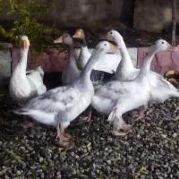 اردک اسرائیلی و مرغ محلی ومرغ سفید|حیوانات مزرعه|آبیک, |دیوار