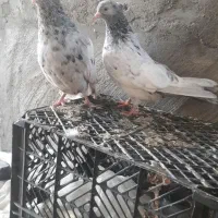 رنگی جفت سینه کوهی و جفت پرستو و پلاکی|پرنده|شوشتر, |دیوار