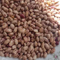 لوبیا چیتی|خوردنی و آشامیدنی|تبریز, |دیوار