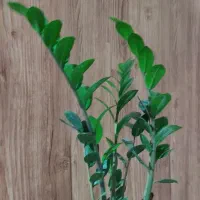 فروش گلهای طبیعی باقیمت خیلی خوب|گل و گیاه طبیعی|ساری, |دیوار