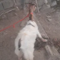 ۳ عدد بز فروش میرسد