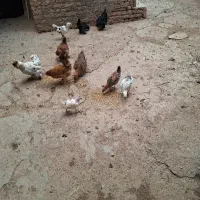 مرغ|حیوانات مزرعه|صوفیان, |دیوار