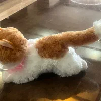 لباس مجلسی|لباس|رودهن, |دیوار