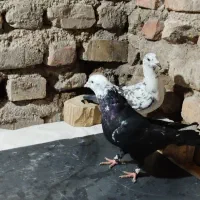 کفتر بزک|پرنده|شیراز, کرونی(خاتونک)|دیوار