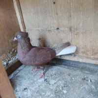 کفتر قرمز دم سفید مهر