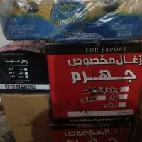 استخدام ویزیتور