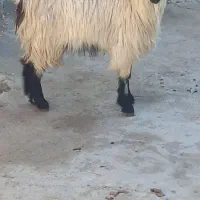 گوشت برای خوردن