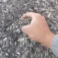 تخمه آفتاب گردان درجه یک درشت ب شرط