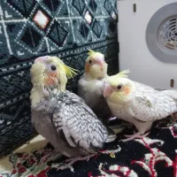 عروس