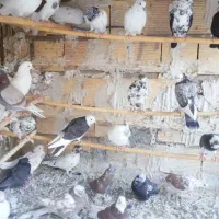 کفتر فروشی