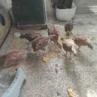 جوجه لاری اصیل فریمان