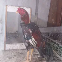 خروس لاری