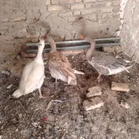 غاز دوساله