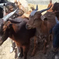 کره بزغاله|حیوانات مزرعه|مهریز, |دیوار