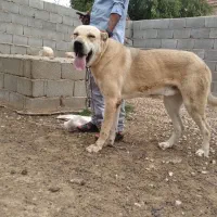 واگذاری سگ اصیل سرابی