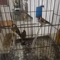 ۳تا سهر نر|پرنده|قم, ولیعصر|دیوار