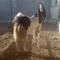 بز پتیری وارداتی