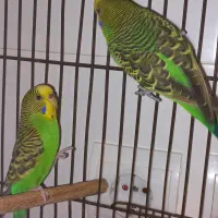 ۲عدد مرغ عشق|پرنده|پردیس, فاز ۸|دیوار