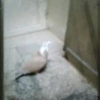 کبوتر،کفتر،کلاغ‌کربلایی