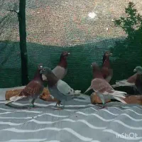 کفتر سوسنی غوره ای همه نر|پرنده|داراب, |دیوار