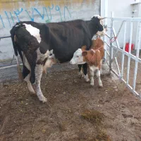 ۱راس گاو۳۰کیلوشیرگوساله نر|حیوانات مزرعه|بندر ترکمن, |دیوار