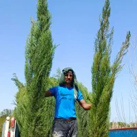 فروش و پیش فروش نهال کاج و سرو ، زیتون تلخ و چنار