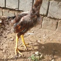 جوجه‌خروس‌لاری