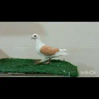 چهار عدد نر رنگ روشن شب بازی تیر