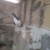 راست سیاه|پرنده|اقبالیه, |دیوار