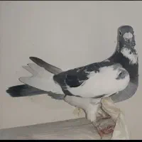 چند تا کفتر