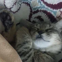 گربه DSHماده شیطون واگذاری رایگان